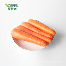 Fresh Carrot with S M L grade export to HK Malaysia  Singapore East South Asia